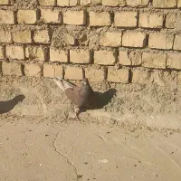 کفتر ماده سرخ گرو