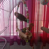 طوطی برزیلی جفت با قفس و متعلقات|پرنده|تهران, بنیهاشم|دیوار