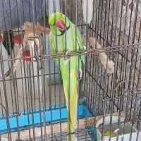 معاوضه طوطی ملنگو نر سخنگو با ماده(فقط معاوضه)