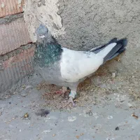 کبوتر سینه سبز