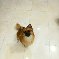 گمشده|سگ|لاهیجان, شیشه گران|دیوار