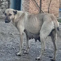 سگ سرابی ماده