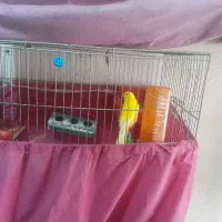 جفت قناری روتخم|پرنده|الوند, |دیوار