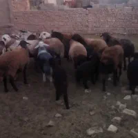 میش بره دار|حیوانات مزرعه|جلگه رخ, |دیوار