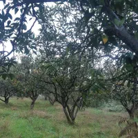 فروش پرتغال و نارنگی سر درخت