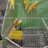 عروسکوتولهجوجه|پرنده|گلبهار, شهر جدید گلبهار|دیوار