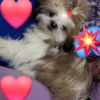 سگ اهلی|سگ|بندر ماهشهر, |دیوار