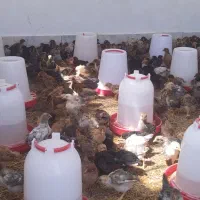 جوجه نمیچه مرغ و خروس گلپایگانی و جهادی ۵۰روزه