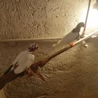 کبوتر|پرنده|تبریز, |دیوار