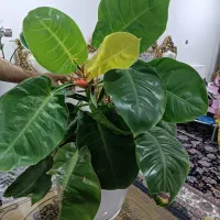 گل فیلودندرون