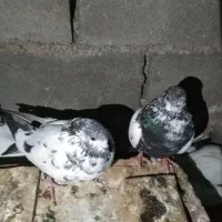 کبوتر رنگی|پرنده|ایذه, |دیوار