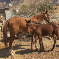 مادیان با کره|اسب و تجهیزات اسبسواری|دهدشت, |دیوار