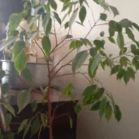 گیاه|گل و گیاه طبیعی|ری, دولت‌آباد|دیوار