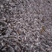 تخمه آفتابگردان