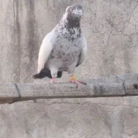 کبوتر کله دم سبز
