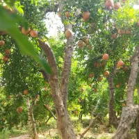 ثمره باغ انار یه جا