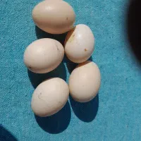 تخم نطفه دار اردک روسی