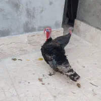 بوقلمون جفت مولد