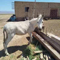 خرگلگی پرزور