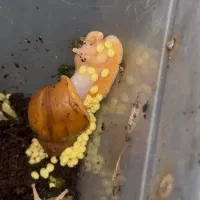 حلزون|خزنده|اهواز, زیتون کارمندی|دیوار