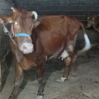 دوگاو جرسی شیری با گوساله نر وماده در سربندر