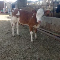 گاو زایبده درجه یک|حیوانات مزرعه|بهبهان, |دیوار