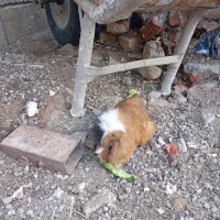 خوکچه هندی ماده