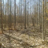 چوب گلخا نه ای شلاقی|خدمات باغبانی و درختکاری|اصفهان, شهشهان|دیوار