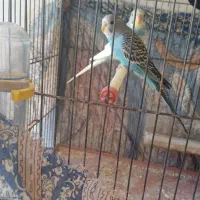 مرغ عشق|پرنده|بهبهان, |دیوار