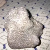 سنگ زیبا|ماهی|شیروان (خراسان), |دیوار