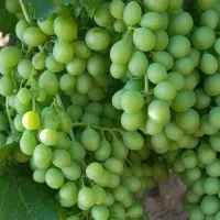 غوره دشمن زیاری
