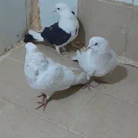 3تا کفتر پرشی دونه ای 200ت|پرنده|قرچک, شهرک طلائیه|دیوار