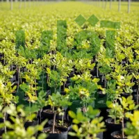 صنوبر تبریزی برای زراعت چوب و بادشکن|خدمات باغبانی و درختکاری|صحنه, |دیوار