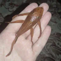 کت پوزه بوته ای سوپر رد باله بلند نر|ماهی|شاهینشهر, پاسداران|دیوار