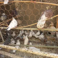 کفتر|پرنده|آران و بیدگل, |دیوار