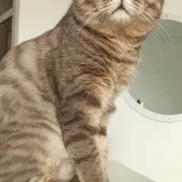 گربه اسکاتیش نر