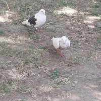 کبوتر|پرنده|خلخال, |دیوار