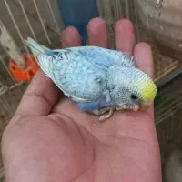 مرغ عشق سرلاکی