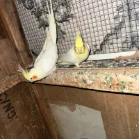 پرنده