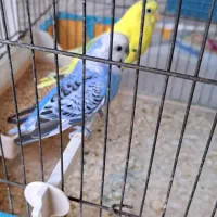 فروش ۷عددپرنده