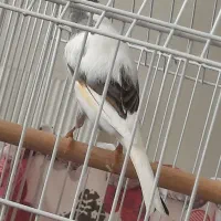 پرنده|پرنده|قزوین, |دیوار