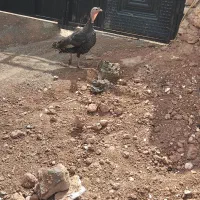 بقلمون ماده