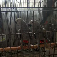 جوجه کاسکو