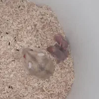 همستر کوتوله سیبری مینیاتوری