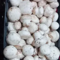 قارچ دکمه‌ ای درجه یک