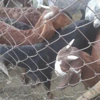 فروش کهره|حیوانات مزرعه|داراب, |دیوار