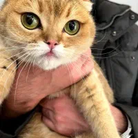 گربه|گربه|همدان, |دیوار