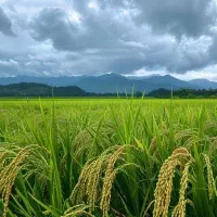 برداشت ۳۵۰ کیلو برنج خالص از یک خویز زمین