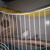 جفت فنچ نرگسی|پرنده|بندر ماهشهر, |دیوار