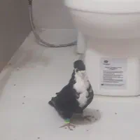 کبوتر کراواتی